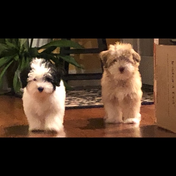 Meet your Posher, Judi - Picture 1 of 1